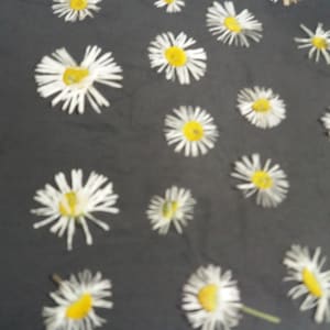 100 pezzi di margherite pressate secche, margherite pressate, margherite vere, fiori per gioielli, progetti artigianali, biglietti di nozze in resina, fiori secchi. Margherite bianche