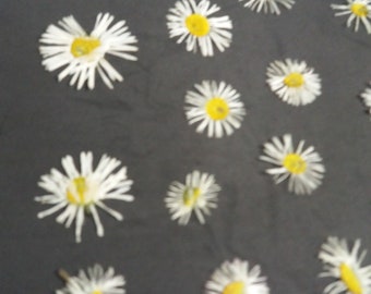 100 Pressed Daisies, Real Dried Flowers, Craft Jewelry Supplies