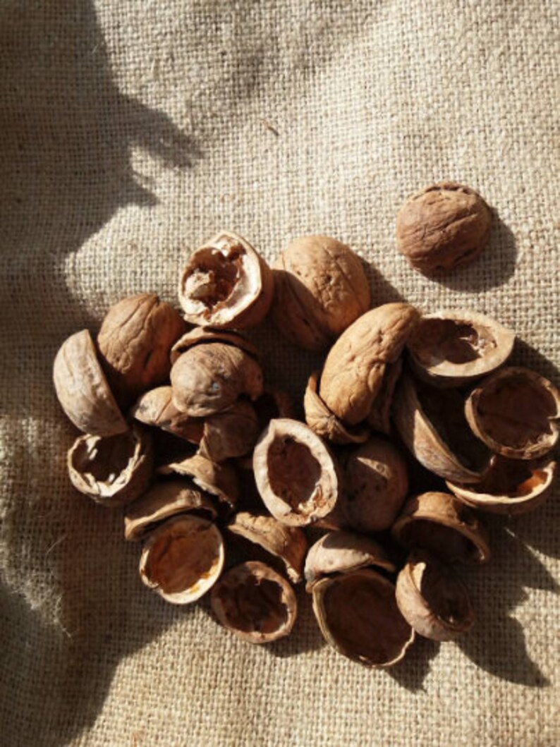 Walnut Shell Halveswalnut Halves Creativitywalnut Etsy Sweden