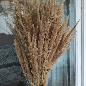 35Large Dry Reed grass,Long Cane/Pond Decor Grass,Rush Plumes/Dry Flowers/Pampas Grass/Weddings/Party floristic decor/Dry Flower arrangement
