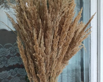Large Dry Reed Grass Stems, Wedding Floral Decor