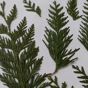Pressed Green Leaves,Green Cedar Leaves,ScrapBooking,Pressed Green Cedar,Real Cedar,Natural Cedar,Dried  Natural Cedar