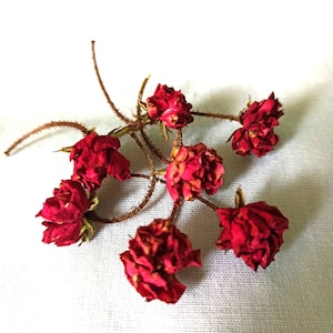 20 Dried burgundy roses.Tiny resin flowers, small dried flowers. Resin supply plants.Real dry roses,Miniature Rose Buds,Tiny Dried Roses