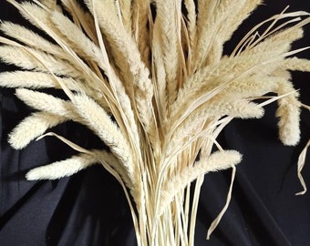 Dried Fox tail Millet,Setaria Grass Bundle,Dried Leaf,Dried floral arrangement,natural dried plant,grass bouquet