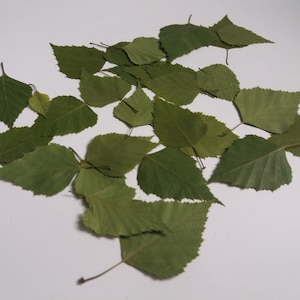 100 dried birch leaves.Birch leaves.Dried pressed real green small leaves.Botanical material  crafts,invitations,teaching,herbariums
