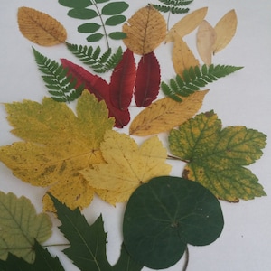 100Pressed Leaves,fall leaves,Dried Autumn Leaves,Pressed Fall Leaves,Thanksgiving Decor, Autumn Decor,Leaf Decor,Dried Fall Leaves,Leaf Art