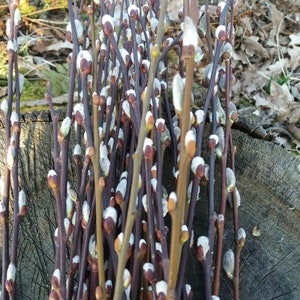 May include: A bunch of pussy willow branches with fluffy white buds on a dark brown wooden surface.