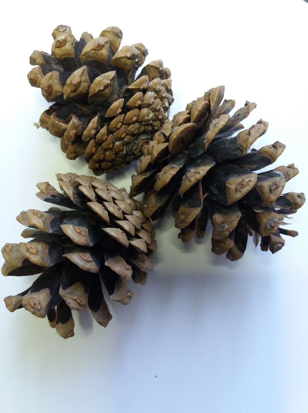 Natural Pine Cones for Bunny Rabbits, Chinchillas and Small Animals
