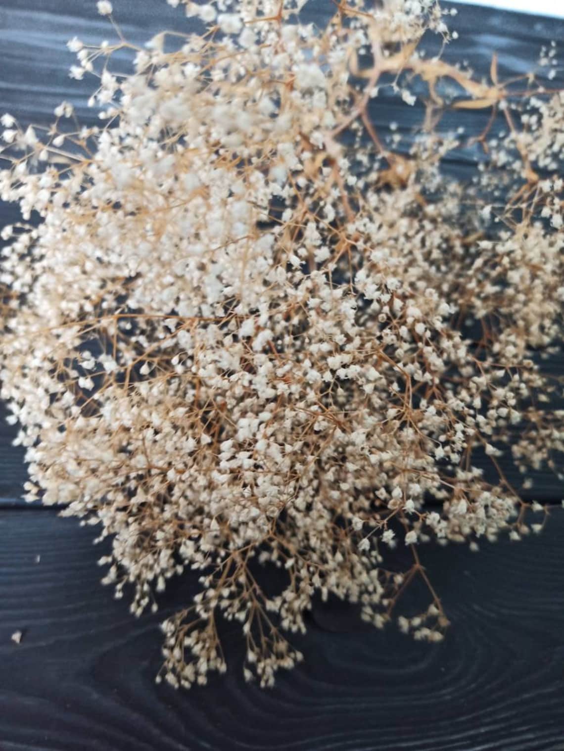 7 White Dried Baby Breath Real Dried Gypsophila Dried Etsy