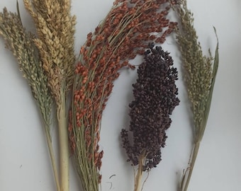 May include: A bouquet of dried grasses with different colored seed heads. The grasses are brown, tan, and black.