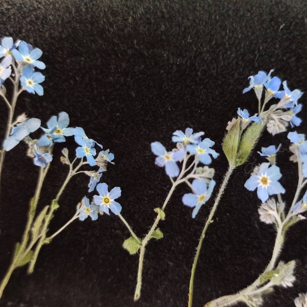 20 Forget me nots,dried flower Heads,dried forget me notes,dried flowers for crafts.Blue forget-me-nots, dried flowers for resin jewelry