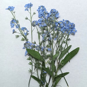 20 pz fiori pressati non ti scordar di me, fiori minuscoli, mini fiori blu per resina, arte botanica, erbario