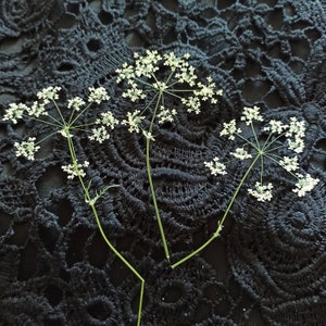 20 pcs tiges vraies fleurs pressées, dentelle blanche de la reine Anne, fleur pressée pour gâteau, fleur séchée pressée, cadre de fleurs pressées, carte de fleurs séchées
