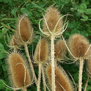 20 Branches Real Dried Thistles ,Preserved flowers , Floral Supplies, Dried Flower Bouquet , Natural Decor, Natural Crafts, Rustic Decor