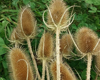 20 Zweige Echte Getrocknete Disteln, konservierte Blumen, Blumenzubehör, Trockenblumenstrauß, Naturdekor, Naturhandwerk, Rustikales Dekor