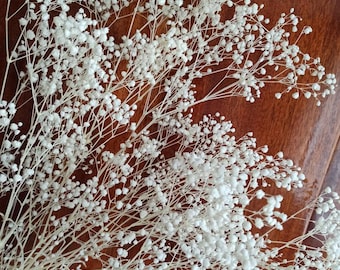 May include: A bunch of dried baby's breath flowers with white blossoms and thin stems.