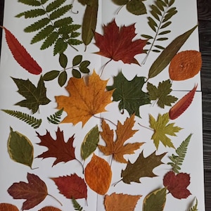 Pressed Leaves,Material for Craft,Herbarium Leaves,Dry Autumn Leaves,leaves for crafts,Real Leaf Pressed,different leaves,Dried Fall Leaves