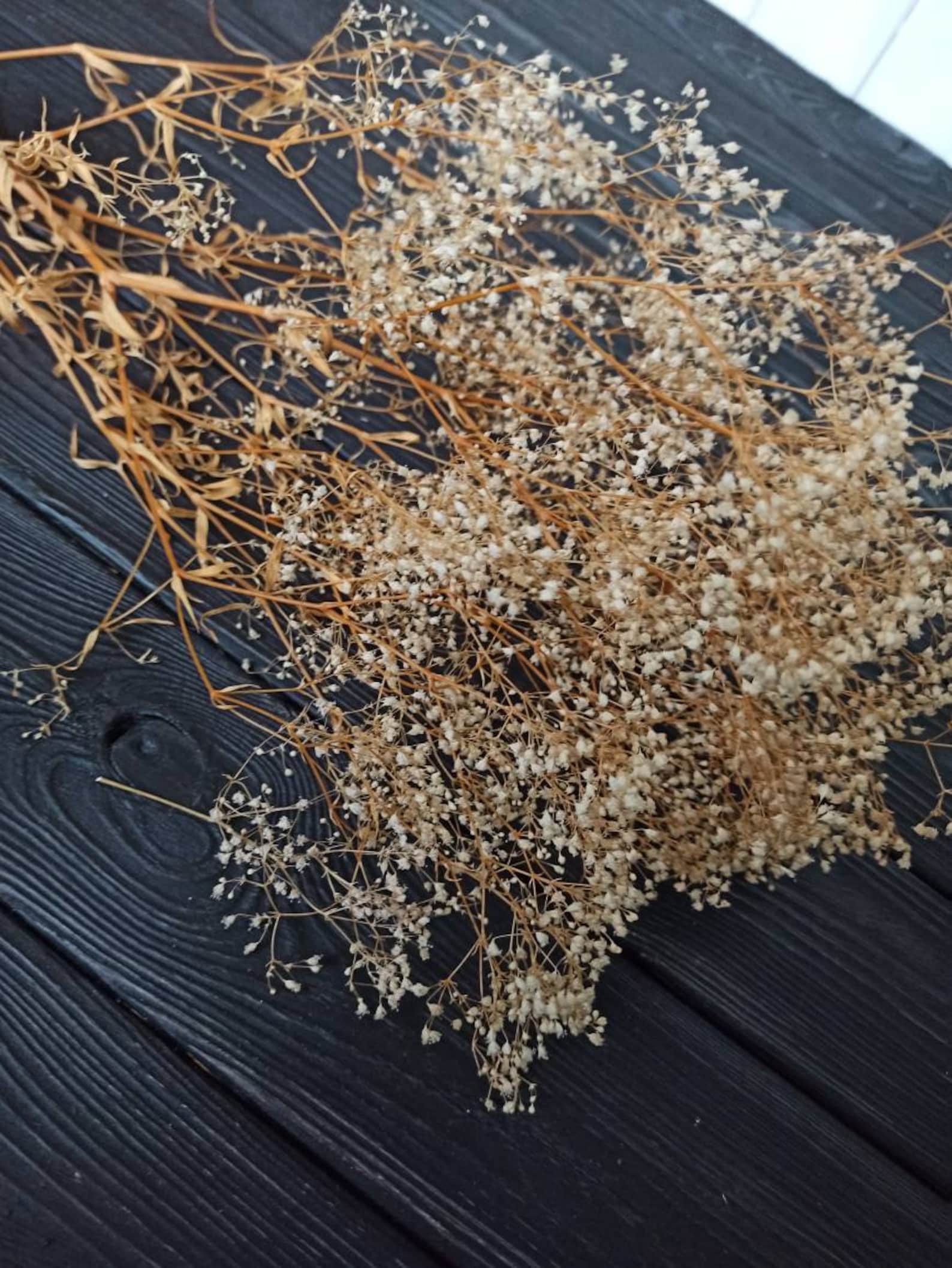 White Dried Baby Breath Real Dried Gypsophila Dried Flowers Etsy