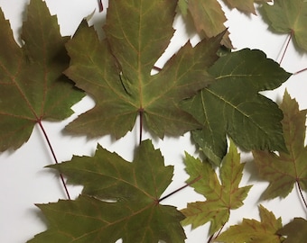 50 konserverade gröna lönnlöv, höstdekorationer till Thanksgiving