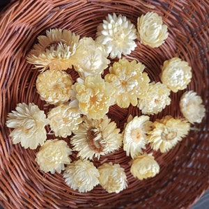 Dried Strawflower Heads,dried white flowers,dry flowers,Strawflowers,Resin Craft Supply,Wedding Table Decor,Styling,Everlasting