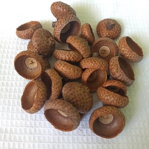 100 Large Acorn Caps, Real Dried Acorn Caps, Acorns for Handcraft, Red Oak Acorn Caps, Fall Decor