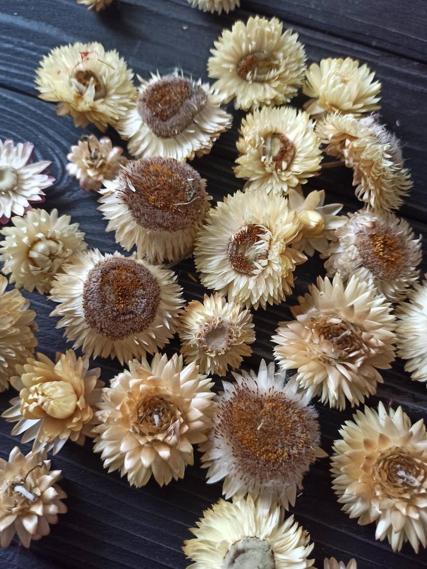 Dried Strawflower Headsdried white flowersdry Etsy