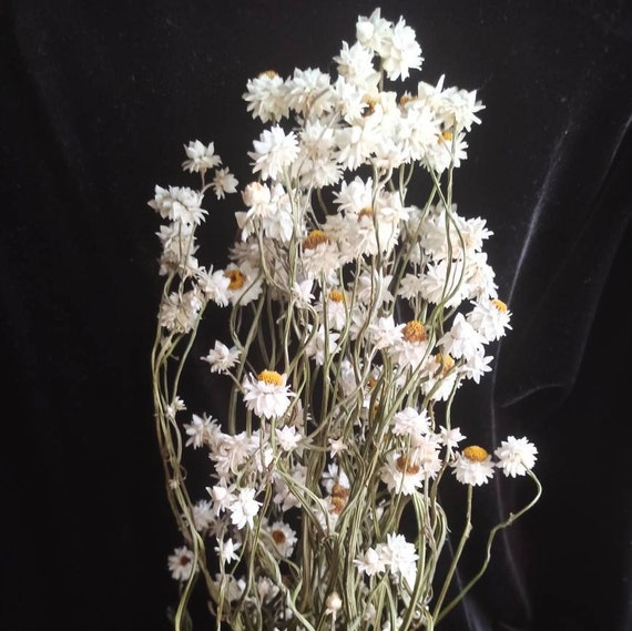 Alto ammobium seco flores blancas relleno floral ramos de - Etsy España Alto ammobium seco flores blancas relleno floral ramos de - Etsy España
