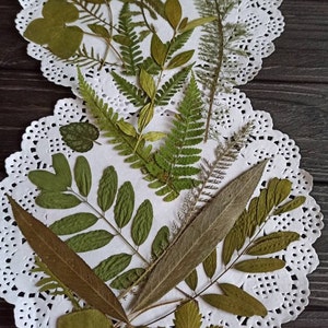 25 foglie pressate, marcatura di biglietti con fiori secchi, foglie di erbario, foglie verdi secche, foglie per artigianato, foglie vere essiccate pressate, foglie diverse,