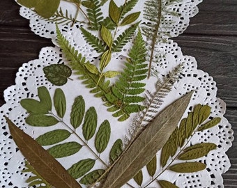25 hojas prensadas, marcado de tarjetas de flores secas, hojas de herbario, hojas verdes secas, hojas para manualidades, prensadas secas reales, diferentes hojas,