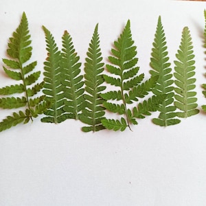 100 foglie di felce pressate, felce pressata reale, felce verde pressata, felce pressata essiccata, felce essiccata, piante essiccate, piante per l'artigianato, scrapbooking,