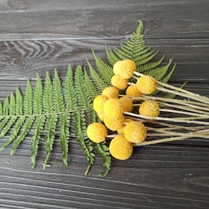 Op de afbeelding: Een close-up van gedroogde gele billy buttons en groene varenbladeren op een donker houten oppervlak. De billy buttons zijn bolvormig en getextureerd, de varenbladeren zijn heldergroen. Natuurlijk thema.