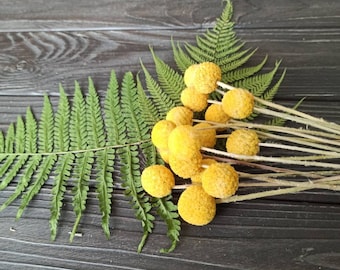20 Yellow Dried Craspedia Stems, Billy Buttons Bunch