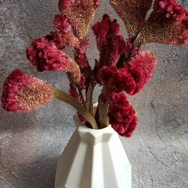 Celosia Etsy