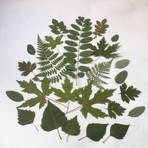 50 hojas prensadas, material para manualidades, hojas de herbario, hojas verdes secas, hojas para manualidades, hojas prensadas secas reales, diferentes hojas, hojas verdes