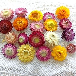 100 pcs Dried Strawflower Heads, wedding diy, Dried flower, Dried flower for resin,Dry flower for craft,fall floristic decor,cake dry flower