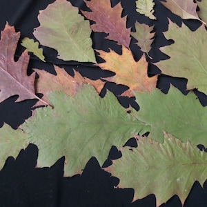 50 oak leaves real red oak leaves pressed natural dried fall leaf floral botanical wedding confetti scrap booking wedding cards decoration