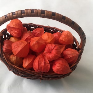 30 physalis en vrac séchés, cosses de lanternes chinoises séchées, cosses de physalis, matériel floristique de guirlande, matériel floral-botanique pour des projets de région boisée