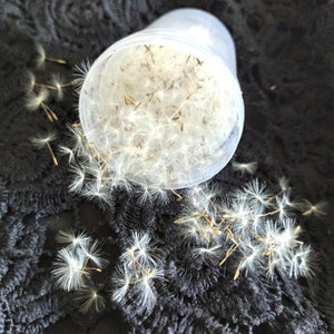 Dried Dandelion Seeds.Dandelion fluff,Jewelry Making Supply,dandelion seeds for resin jewelry, Flowers for craft projects, craft kit