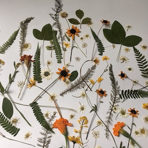Mélange de 100 fleurs pressées, graines de tiques de jardin, feuillage pour l'art floral, création artisanale, fabrication de cartes, scrapbooking, vraies fleurs séchées, feuilles et fleurs séchées