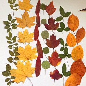Pressed Leaves,Material for Craft,Herbarium Leaves,Dry Autumn Leaves,leaves for crafts,Real Leaf Pressed,different leaves,Dried Fall Leaves