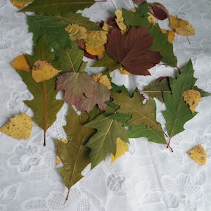 100Pressed Leaves,fall leaves,Dried Autumn Leaves,Pressed Fall Leaves,Thanksgiving Decor,Leaf Decor,Dried Fall Leaves,Halloween Decor