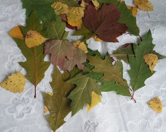 May include: A collection of autumn leaves in various shades of green, yellow, and red, arranged on a white lace tablecloth.