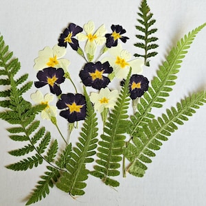 30 flores prensadas, flores para manualidades, arte con flores prensadas, flores para resina, flores secas, flores secas mixtas, flores para tarjetas, helecho prensado