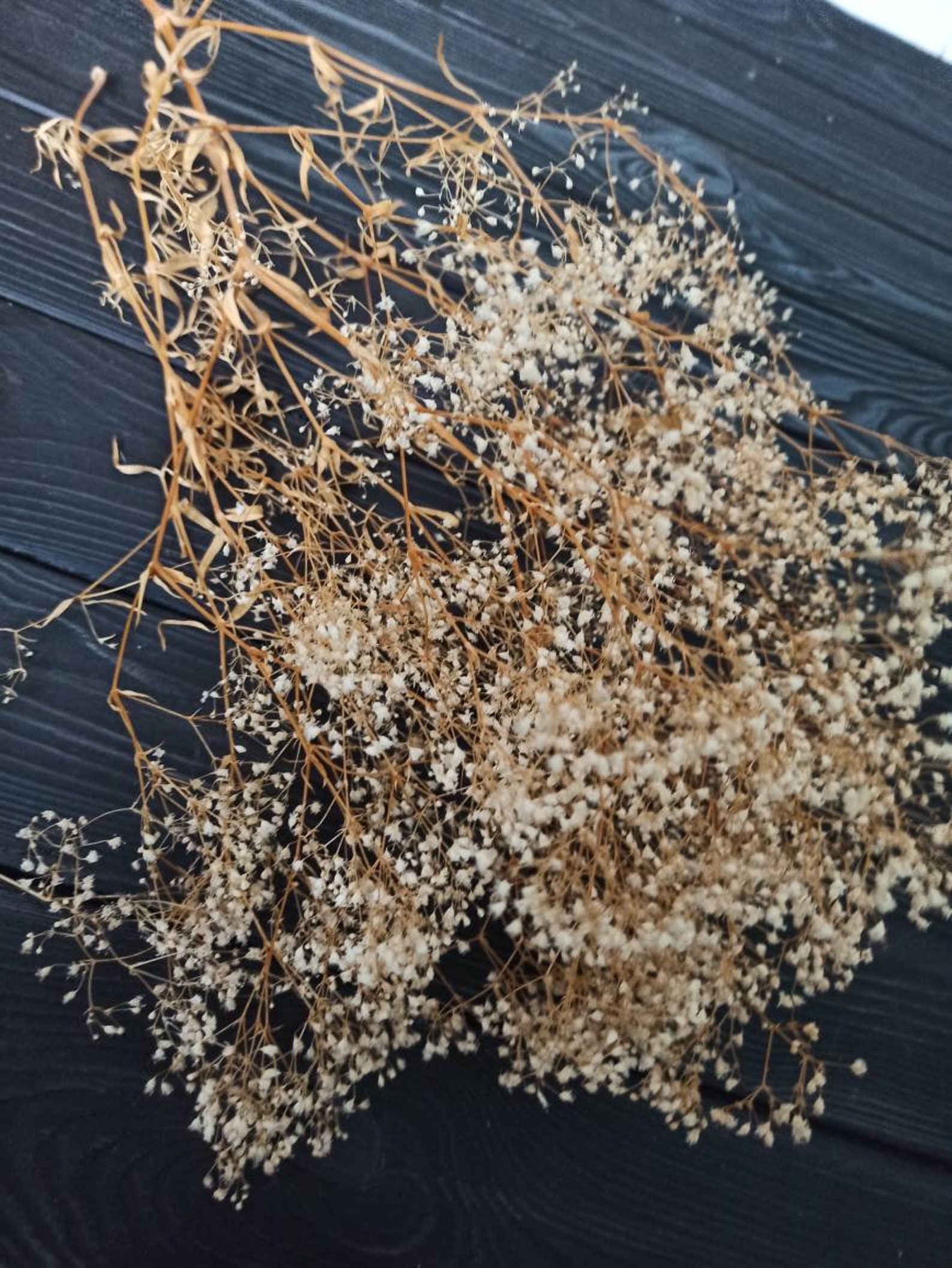 White Dried Baby Breath Real Dried Gypsophila Dried Flowers Etsy