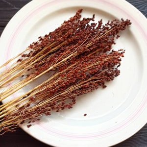 Organic Sorghum, Organic Broomcorn Sorghum, Organic Red Sorghum