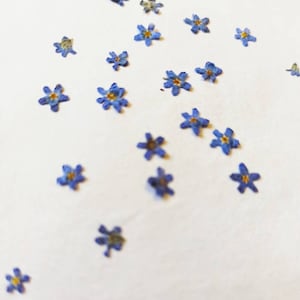 Pressed Forget-Me-Not Flowers 20\50pcs,DRIED FORGETTING,Blue dry forgetmenots,Pressed Tiny Flowers,Small dry blue flowers,forgetmenots resin
