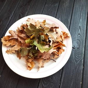 Leaf Litter, Live Oak Leaf Litter