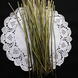 Peut inclure: Un ensemble de fines tiges vertes séchées, possiblement pour l'artisanat ou la décoration, est disposé sur une nappe en papier blanche et dentelle. Les tiges, de longueurs variables, ont un aspect naturel sur fond noir.