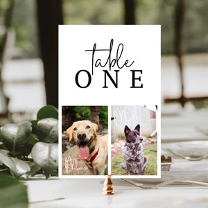 ASCOT / Plantilla de números de mesa de fotos de perros de boda modernos, número de mesa de recepción, signo editable de foto de gato mascota, descarga instantánea Templett