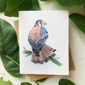 Amerikanischer Turmfalke Karte | Karte Vogel | Leere Karte | Turmfalke Art